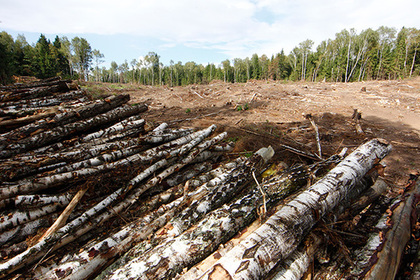 Россияне вырубили лес на 90 тысяч рублей и поплатились