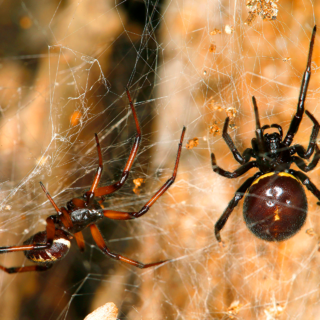 Черный паук домашний (151 фото)