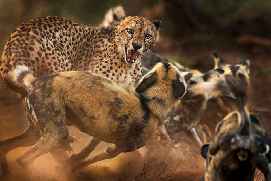 В частном заказнике в Южной Африке британскому фотографу Питеру Хейгарту попалась стая гиеновидных собак. В надежде на удачный кадр он поехал за ними на машине. Собаки гнались за бородавочником, но упустили его и окружили старого гепарда с рваным ухом. Ему удалось сбежать лишь через несколько минут.
