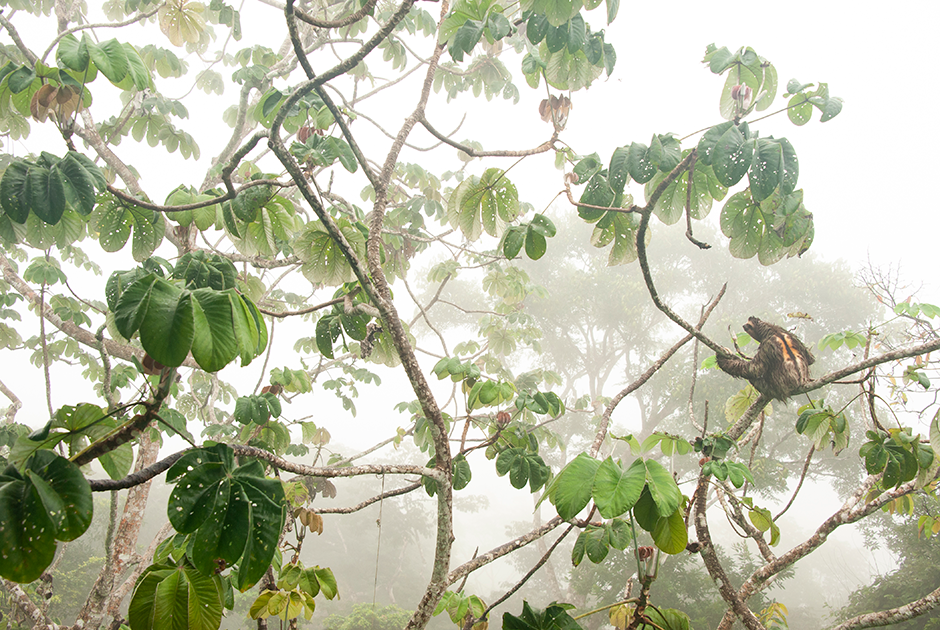 Карлос Перес Наваль сфотографировал бурогорлого ленивца, когда отдыхал в Панаме с родителями. Судя по оранжевой шерсти и черной полосе на спине, это был взрослый самец. Он свисал с цекропии, лишь изредка переползая с ветки на ветку. 