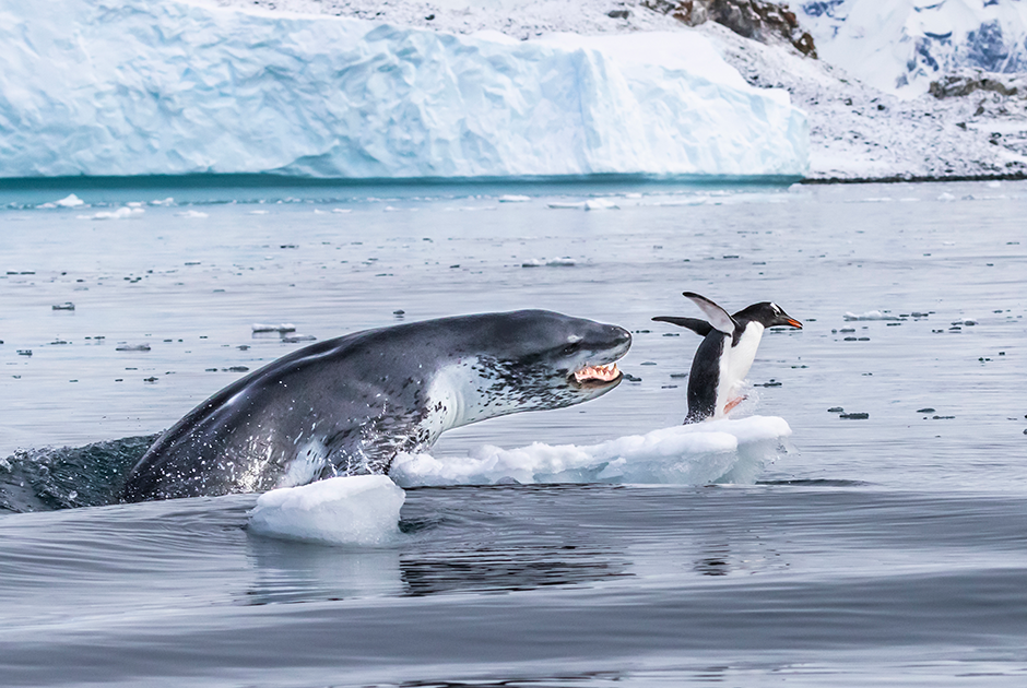Испанский фотограф Эдуардо Дель Аламо наблюдал за колонией папуанских пингвинов на антарктическом острове Кувервилль, когда под его надувной лодкой проплыл морской леопард. Хищник подбирался к пингвину, который примостился на обломке льда. Дель Аламо знал, что произойдет дальше, и приготовился снимать. 