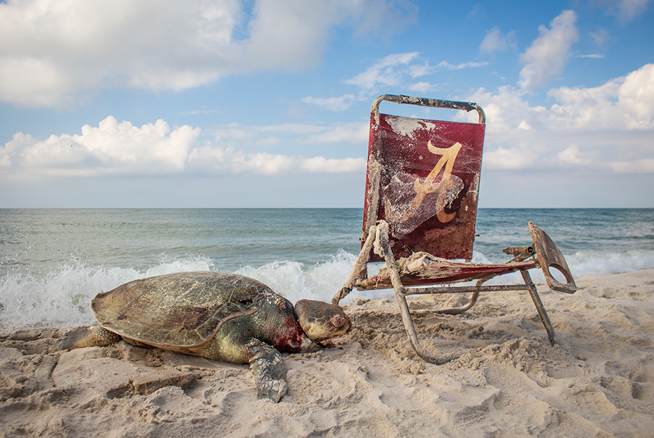 Когда фотограф Мэтью Вейр заметил на пляже в Алабаме редкую морскую черепаху, сцена казалась почти идиллической. Только подойдя поближе, он разглядел на ее шее петлю, которая была привязана к стулу. Черепахи, относящиеся к виду американская ридлея, часто гибнут из-за рыбацких сетей и мусора, который попадает в море.