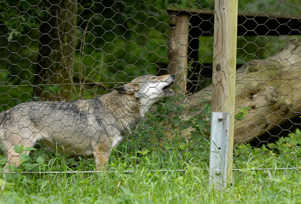 Wolfspark Werner Freund — волчий парк