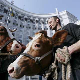 Намордники для КРС: коров, телят купить по низкой цене, фото — Интернет-магазин «ХозМаркет»