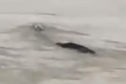 В Китае обнаружили 18-метрового «водяного монстра»