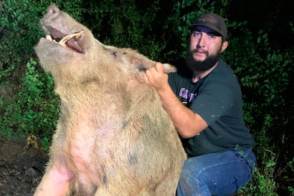 Охотники поймали огромного 180-килограммового кабана