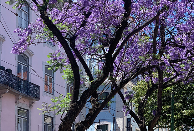 Цветение жакаранды на площадях Лиссабона