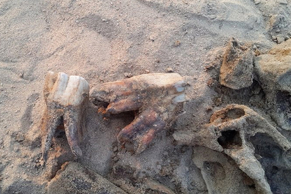 Пятилетний россиянин играл в палеонтолога и нашел кости вымершего носорога