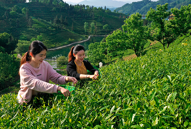 Сбор чая на плантации