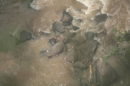 Image result for Слоны решили спасти друг друга и умерли в водопаде