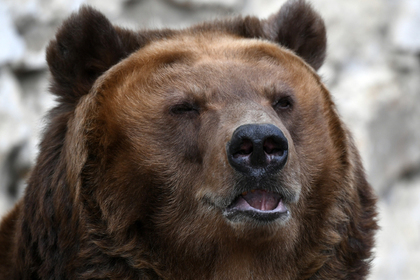 Голодный медведь отгрыз руку 50-летней россиянке
