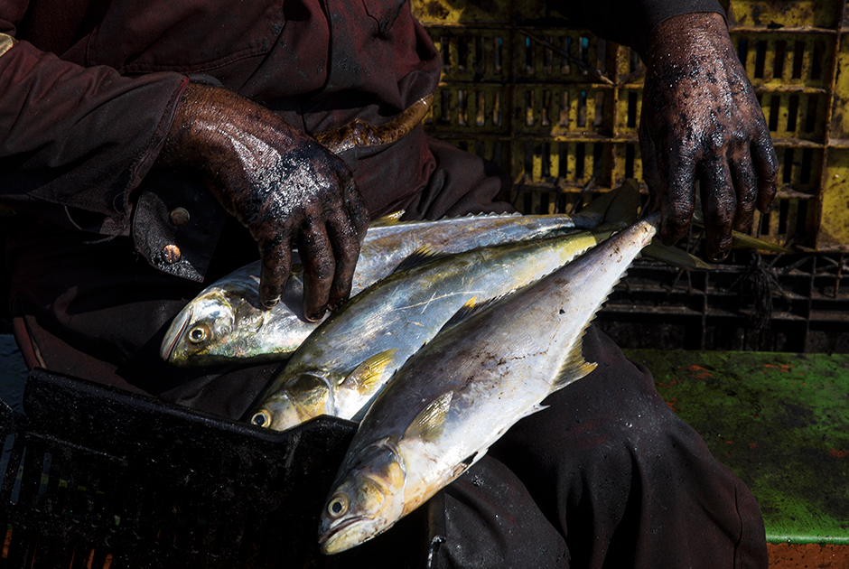 Почерневшие руки рыбака Эдварда Александра Барриоса. Он обрабатывает рыбу макловину, известную также как «робало», пойманную в озере Маракайбо