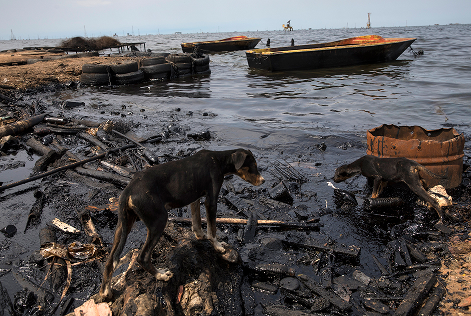 Собаки ищут рыбу, которая могла остаться на берегу озера Маракайбо