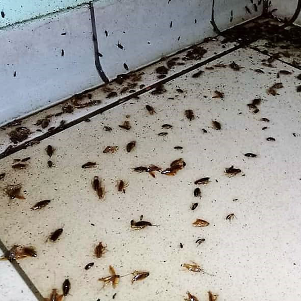Увидеть дома тараканов