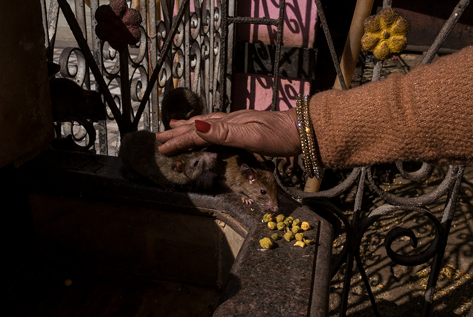 Посетительница храма гладит крыс и угощает их прасадом — священным лакомством, которое предлагают божеству. На площади перед храмом полно лавочек, где его продают. Если крыса стала есть прасад из рук человека, его ждет счастье.