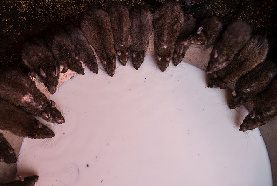 На территории храма стоят огромные чаши с молоком, которые пополняют два раза в сутки. Все ради того, чтобы крысам жилось комфортнее и сытнее. Это для работников храма самое главное.