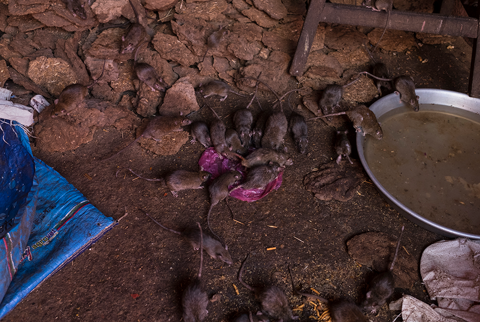 Крысы выползают к людям по утрам и после четырех часов вечера, а в полуденную жару прячутся под храмом и спят.