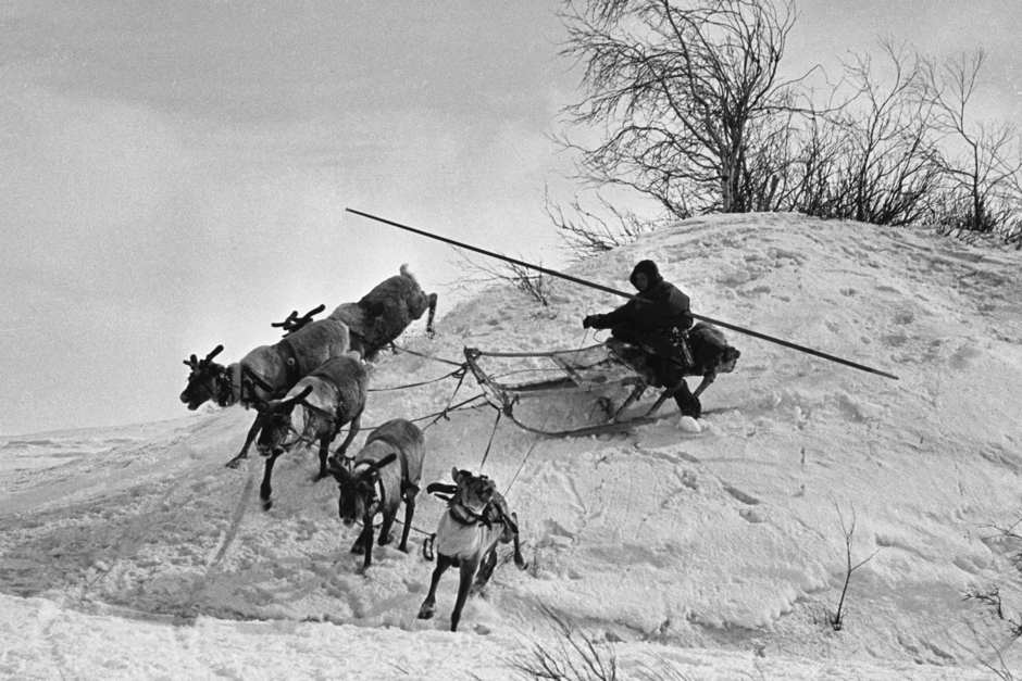 Погонщик Воркутинского совхоза выезжает на оленьей упряжке, 1966 год