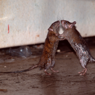 Фотографии домашних крыс, доказывающие, что они настоящие милахи