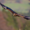 Степной орел