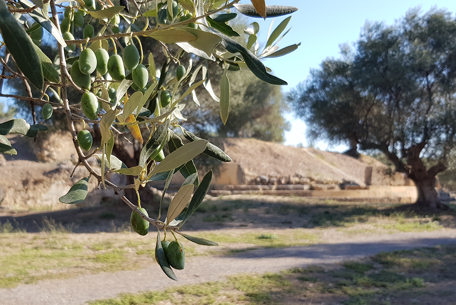 Оливки — богатство Греции