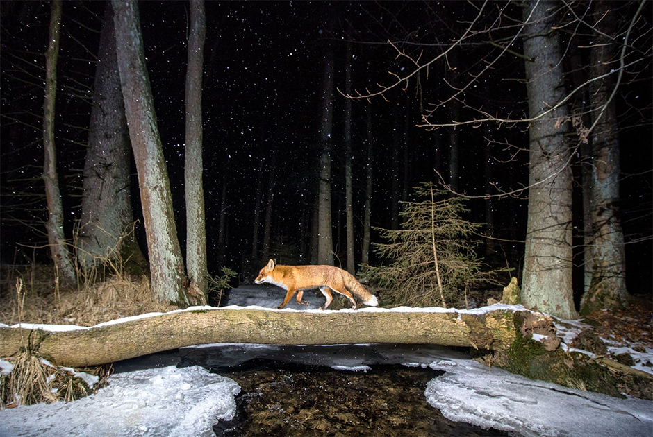 Обыкновенная лисица (рыжая лисица, лат. Vulpes vulpes) попала на снимок благодаря самодельным фотоловушкам в пограничном районе чешского леса. Животное пересекает естественный пешеходный мост. Спокойную атмосферу подчеркивает мягкий снегопад.