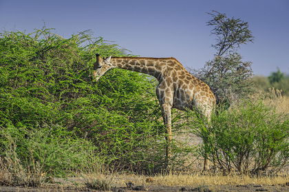 Жирафа лягала львицу и случайно убила собственного детеныша