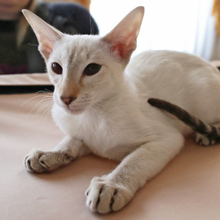 Кошка сиамской породы