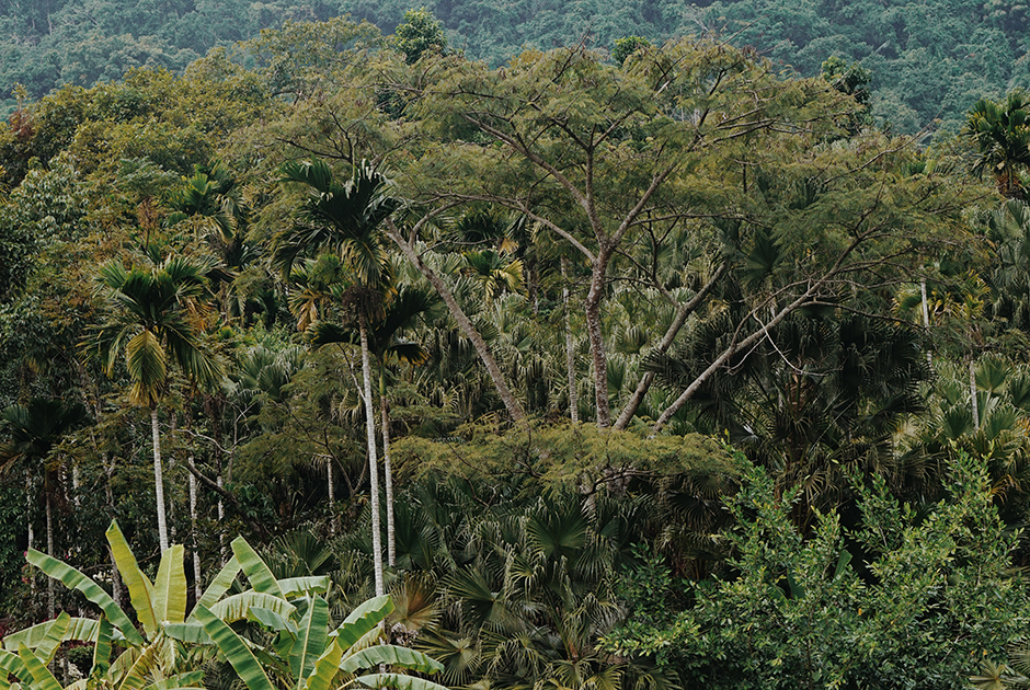 Тропический лес «Янода», по которому пролегает множество экологических троп для хайкинга.