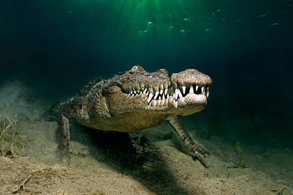 Трехметровый крокодил подкрался и схватил рыбака за ногу