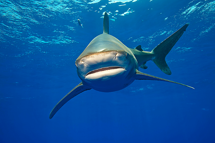 Бесследно пропавшего туриста нашли в желудке акулы
