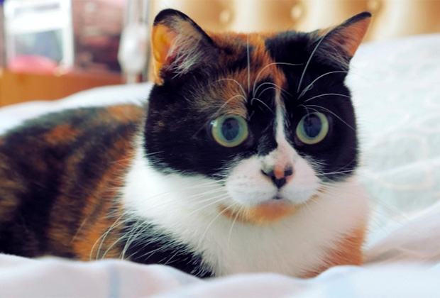 Звезда канала Slivki Show — кошка Куки