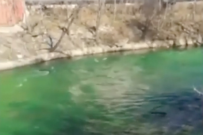 Позеленевшая река в российском городе попала на видео
