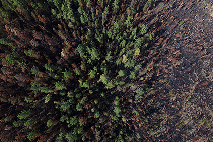 За российскими лесами начнут следить с беспилотников