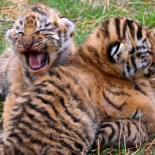 Амурские тигрята в сафари-парке «Тайган»