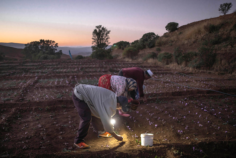 В предрассветной темноте сборщики шафрана работают при свете фонариков. В пик цветения женщинам помогают и мужчины. Шафран — одна из самых трудоемких в производстве специй. 
