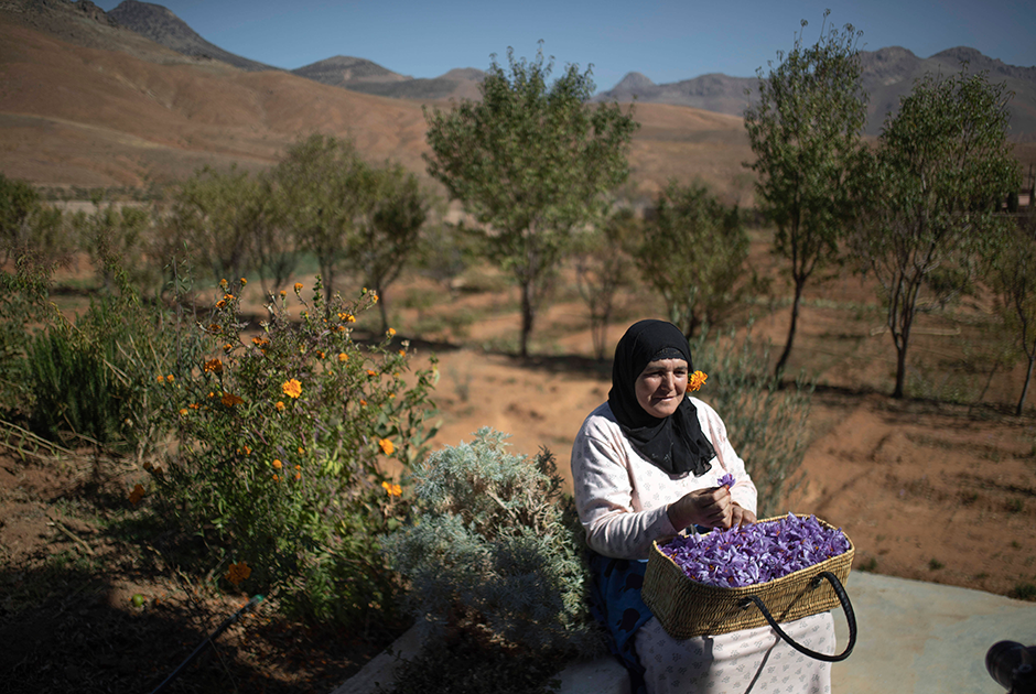 Для многих жительниц деревни период сбора шафрана — главный в году. Он обеспечивает их заработком на несколько месяцев вперед. Поэтому 50-летняя Фатима ат-Тахадушт с гордостью показывает полную цветков корзину.  