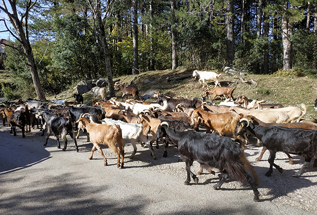 На горных дорогах Эпира козы чувствуют себя по-хозяйски 