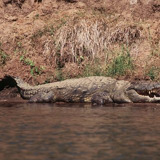 Нильский крокодил на реке Замбези