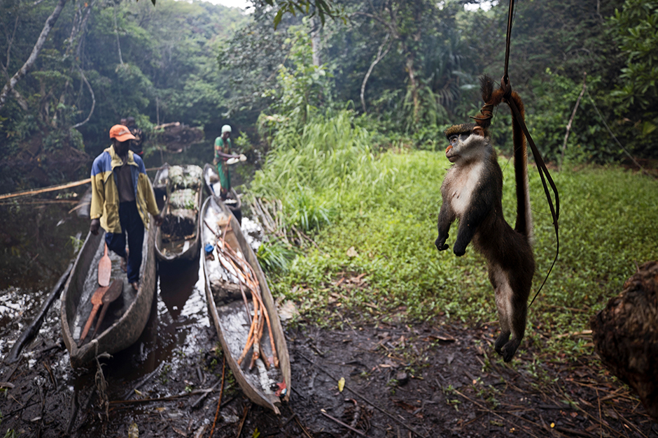 Экологи бьют тревогу — охотники вроде Матонгу истребляют животных, населяющих леса Центральной Африки, со страшной скоростью.