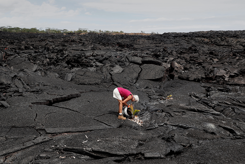 64-летняя Дайан Коэн была вынуждена покинуть родной край из-за извержения вулкана Килауэа на Гавайях. Она сажает кокосовое дерево на том месте, где когда-то находился ее дом. Извержение вулкана на одном из гавайских островов началось в мае 2018 года, потоки лавы покрыли весь жилой район Капохо. Спустя год на этой территории никто не живет. Последние 60 лет вулкан не беспокоил местных жителей, в связи с чем живописная территория стала популярна не только у американцев, но и у туристов. Недвижимость здесь, несмотря на не самое безопасное местоположение, была одной из самых дорогих в штате.