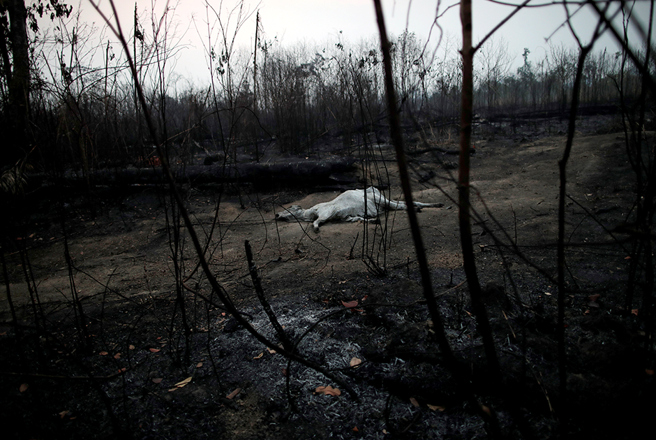 Коровья туша на дороге в джунглях Амазонии, зачищаемых лесорубами и фермерами после лесных пожаров. Снимок сделан 24 августа в окрестностях бразильского города Порту-Велью. В 2019-м году пожары уничтожили более 1,8 миллиона гектаров амазонских лесов на территории крупнейшей латиноамериканской страны. К лету число возгораний увеличилось на 84 процента по сравнению с прошлым годом. Экологи беспокоятся о судьбе джунглей, так как благодаря их огромной площади и плотности они производят заметную долю кислорода в атмосфере Земли. Этот район по праву называют легкими планеты.