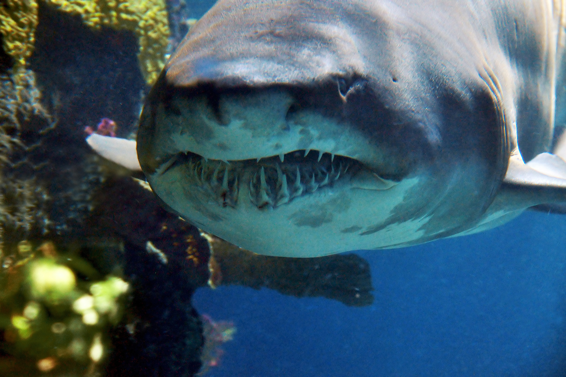 Тигровая акула опасна для человека. Тигровая Песчаная акула зубы. Тигровая акула нападение. Тигровая акула и Скат.