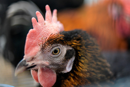 Украинца осудили на пять лет за жестокое убийство курицы