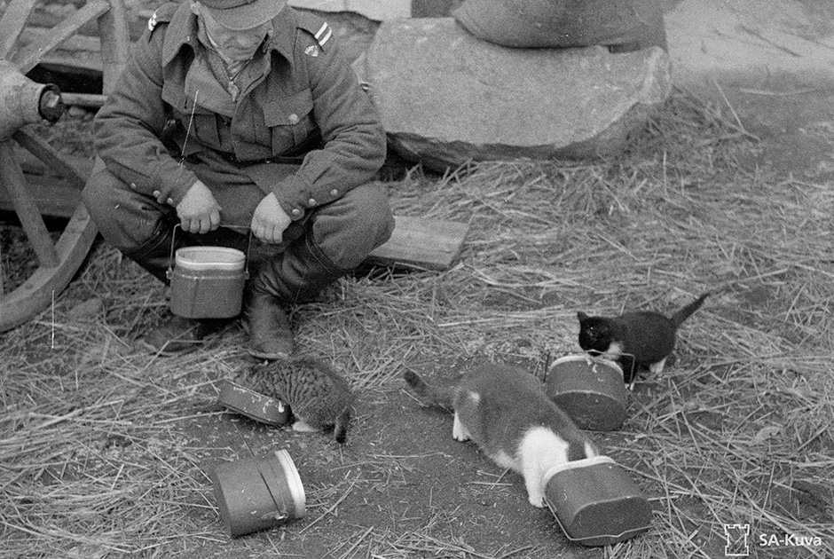 Солдат финской армии подкармливает котят во время обеда.