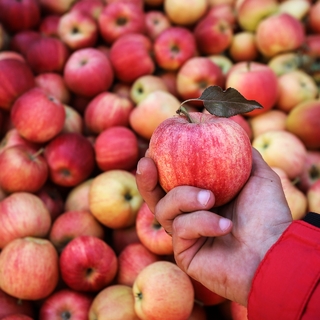 Яблоки России Фото