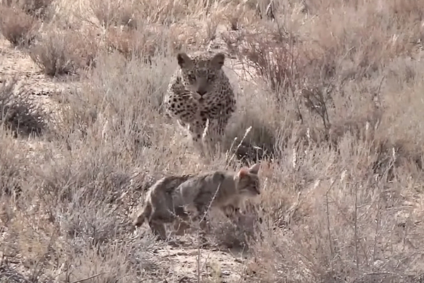 Охота леопарда на сервала: жестокое видео