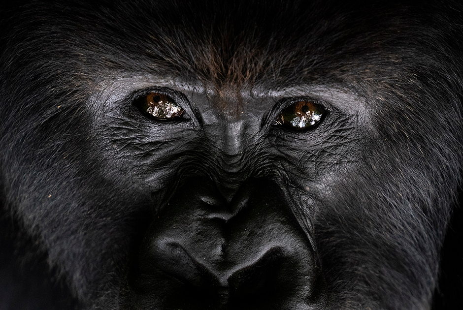 Самец горной гориллы отдыхает под деревом в Национальном парке вулканов, Руанда. Гориллы живут сплоченными группами до 30 особей во главе с вожаком — большим, доминирующим самцом, который получил название «серебряная спина». С возрастом на его спине проявляется серебристый узор.
