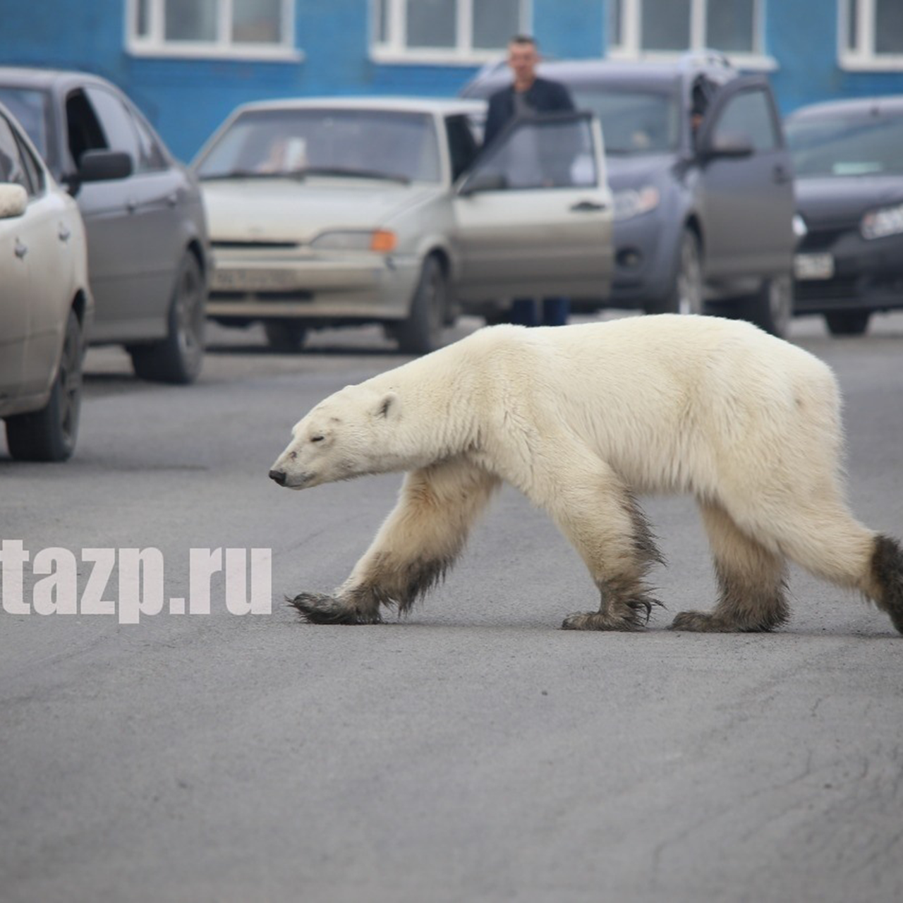 Bears town. Воркута медведи. Белый медведь в Норильске июнь 2019. Талнах Норильск медведи. Реклама Норильска с медведем.