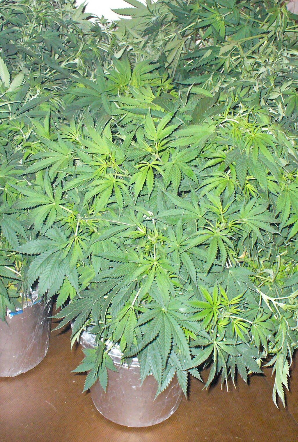 Конопля для выращивания в подмосковье сорта марихуаны для начинающих
